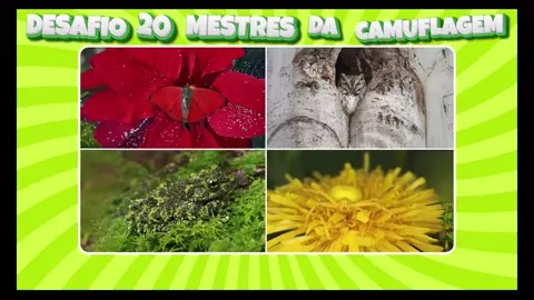 Mestres da Camuflagem Teste Seus Olhos de Águi