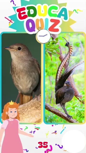 Qual Ave é a Melhor Imitadora de Sons Educa Qu